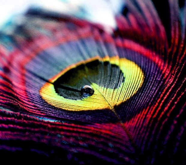 Close up of colorful feather detail with water droplet on surface