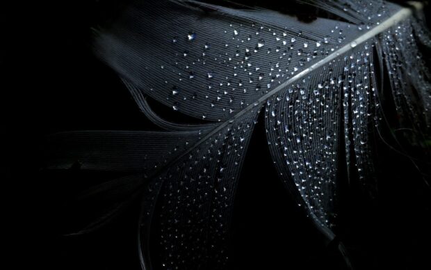 Close up of feather covered in water droplets in dark setting