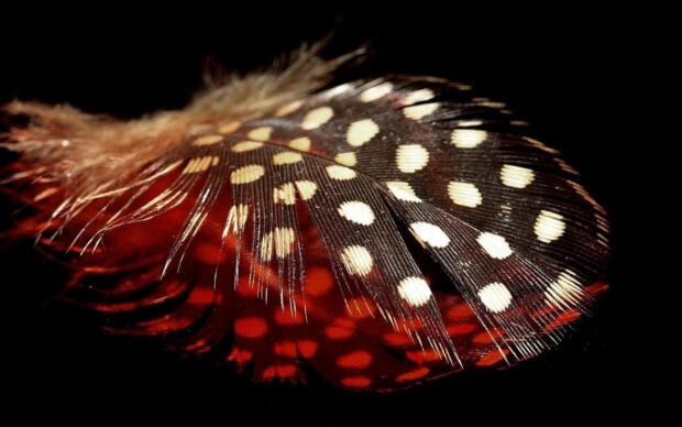 Close up of polka dot feather with natural pattern and texture