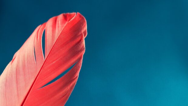 Close up of red feather details on a blue background with feather texture