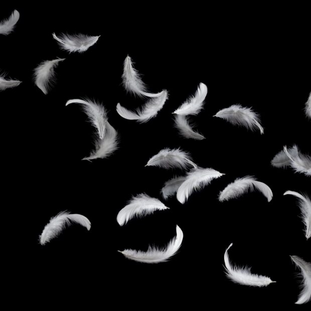 White feathers floating gently on a black background with feather details