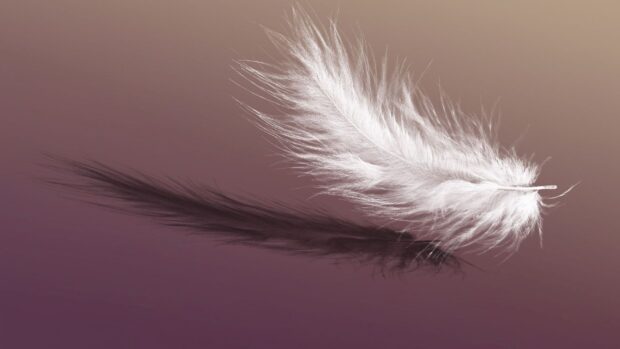 A delicate white feather resting with its shadow on a smooth surface showcasing feather details