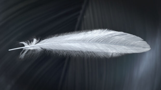 A detailed white feather floating softly on a dark background with delicate textures