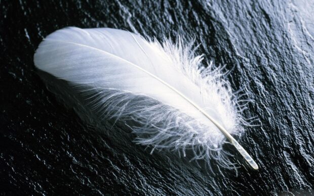 A white feather resting delicately on a textured dark surface