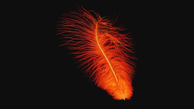 Bright orange feather glowing on black background with detailed feather structure