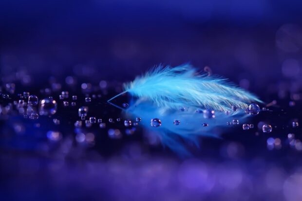 A delicate feather resting among water droplets on a reflective surface