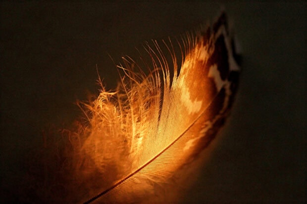 Close up of a detailed feather glowing with warm light feathers