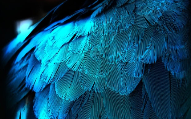 Close up of blue feather texture showing intricate pattern and structure