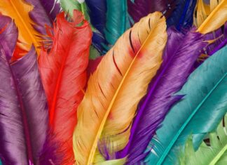 Close up of colorful feather arrangement featuring vibrant feather textures and colors