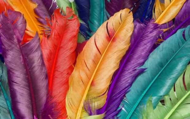 Close up of colorful feather arrangement featuring vibrant feather textures and colors