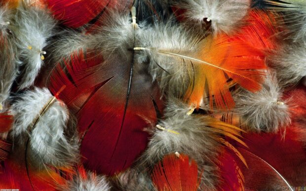 Close up of colorful feather texture with vibrant red and orange feathers and soft gray feathers