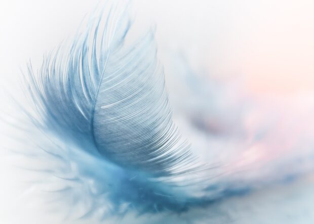 Close up of a delicate feather showing intricate texture and softness