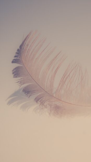 A delicate feather casting a soft shadow on a smooth surface with pastel tones