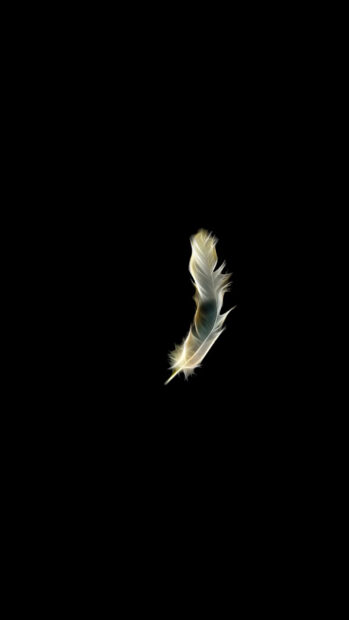 A delicate feather glowing softly against a black background