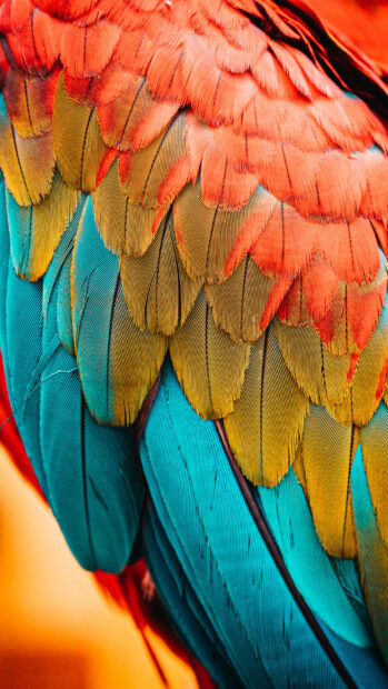 Bright colorful feathers showcasing vibrant texture and natural pattern details