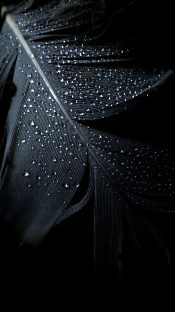 Close up of feather covered in water droplets on a dark background