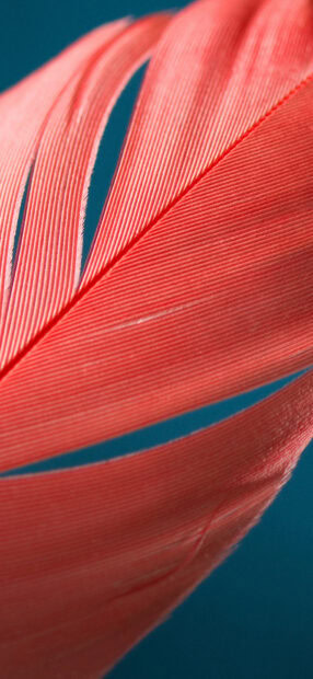 Close up of red feather texture showing detailed patterns and soft lines