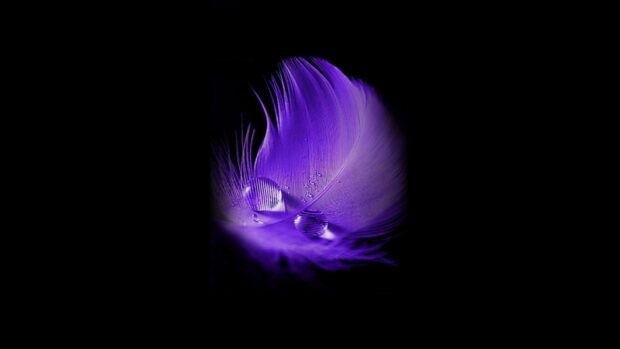 Close up of a purple feather with water droplets on a black background
