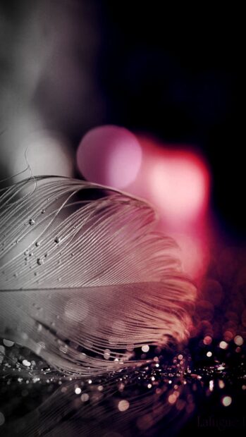 Close up of feather texture with water droplets and bokeh light effects