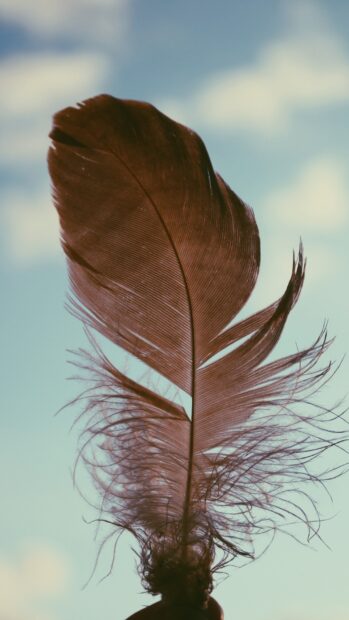A close up of a delicate feather against a soft blue sky background