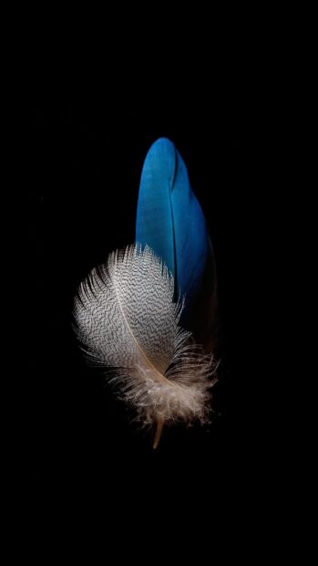 Delicate feather with detailed texture and vibrant blue color on black background