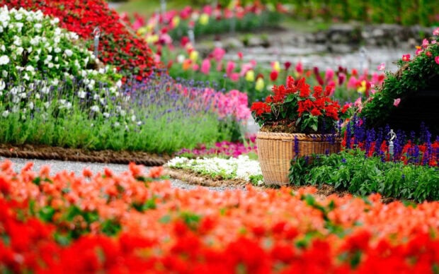 A vibrant flower garden with colorful blooms and a basket of red flowers in the foreground