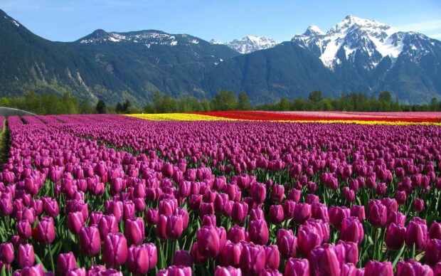 Vast flower garden with colorful tulips and distant snow capped mountains under clear blue sky