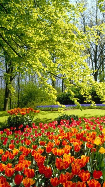A vibrant flower garden with blooming tulips under green leafy trees in spring