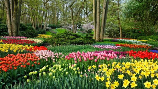 A vibrant flower garden with tulips and daffodils in full bloom surrounded by tall trees
