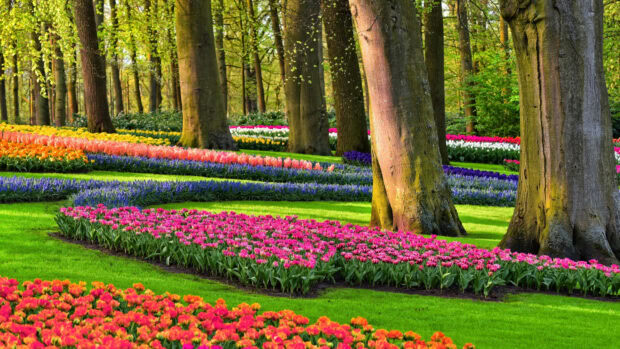 A colorful flower garden with blooming tulips in spring surrounded by large trees