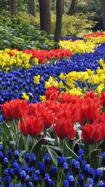 Colorful flower garden featuring red tulips yellow daffodils and blue flowers in full bloom