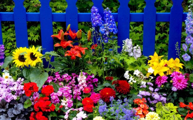 Colorful flower garden with red and yellow flowers near blue fence