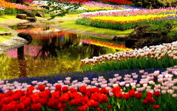 Colorful flower garden with tulips blooming near a reflective pond in spring