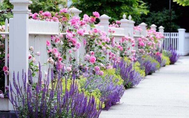 A flower garden with pink roses and purple flowers growing along a white fence in full bloom