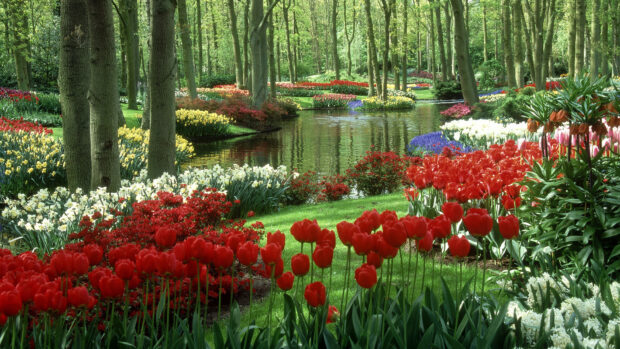 A colorful flower garden with tulips and daffodils surrounding a peaceful pond in a lush garden