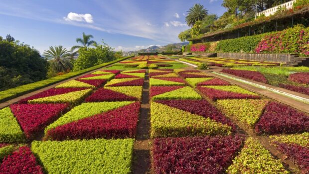 A vibrant flower garden with colorful geometric garden shapes and lush plants under a clear blue sky