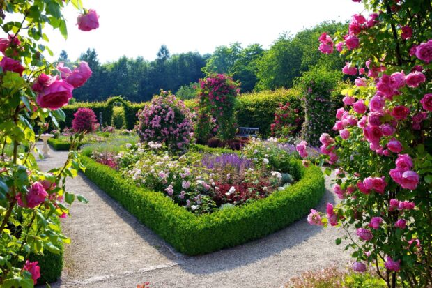 Beautiful flower garden with blooming roses and lush greenery in a vibrant garden setting