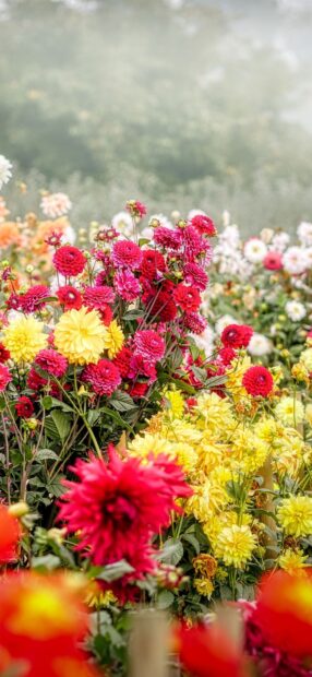 A vibrant flower garden full of colorful dahlia blossoms in various shades of red yellow and orange