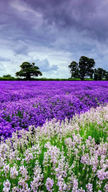 A vibrant flower garden with purple and white blooms under a cloudy sky