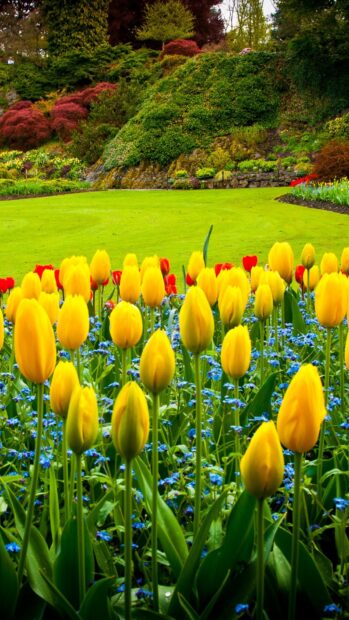 Yellow tulips and blue flowers bloom in a vibrant garden scene