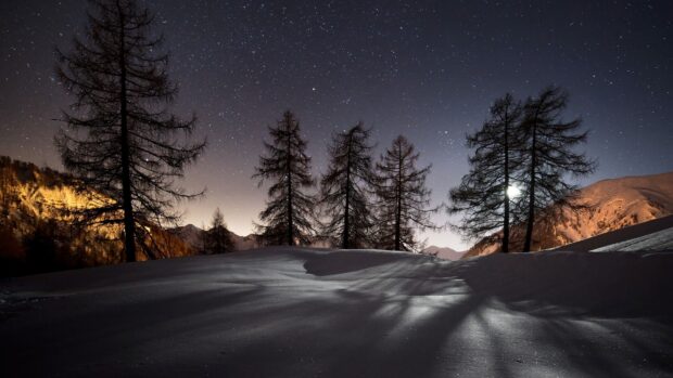 Snow covered terrain with tall trees under a starry sky at night