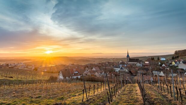 Vineyard rows leading to a village at sunset showing scenic geography