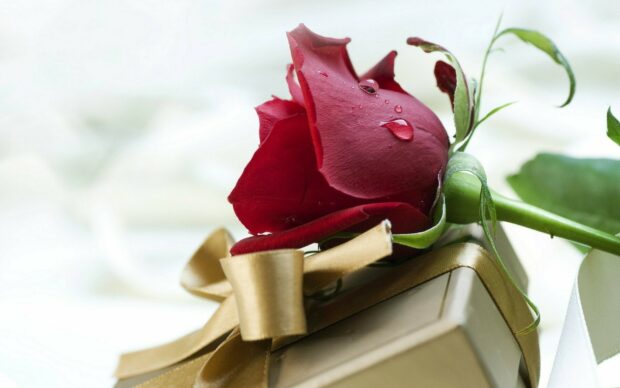 A red rose with water droplets lying on a gift wrapped with a golden ribbon