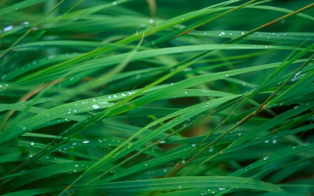 Fresh green grass blades after rain with dew drops illustrating nature and go green concept