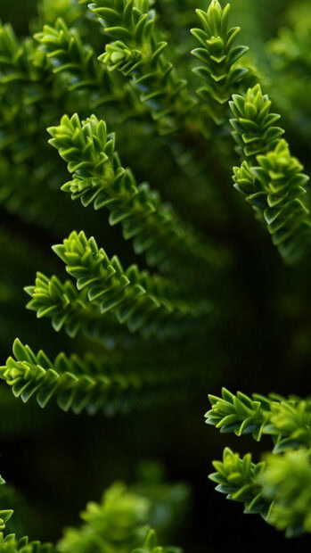 Close up of green plant branches showing fresh foliage and vibrant nature growth