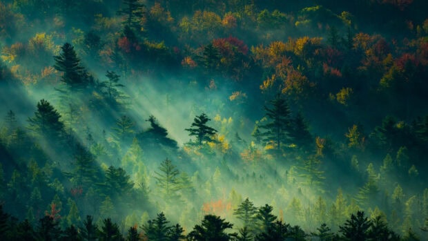 Evergreen forest with autumn colors and mist creating a green natural scene