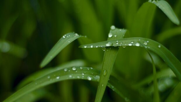Fresh green leaves with water droplets showing go green nature