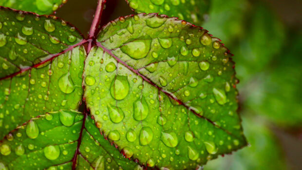 Fresh green leaves with water drops reflecting go green concept