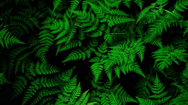 Green fern leaves creating a lush go green pattern on a black background