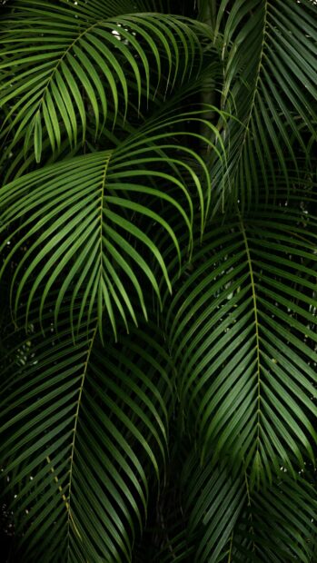 Dark green palm leaves close up showing natural go green leaves pattern